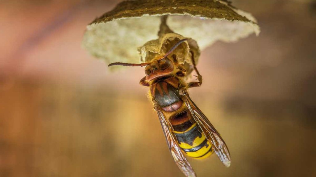 Asian hornet threat to UK food security