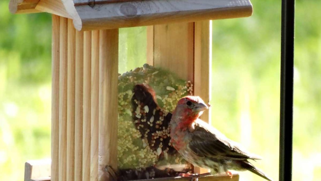 Protect Bird Food with Chilli Powder